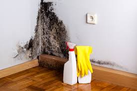 Why You Should Choose Our Mold Remediation Services in St Joseph, MO